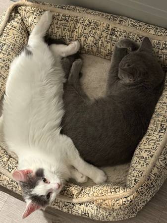 Kittens to a new home- Bella and Rain64146955766657120