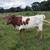 Corriente cows 5 thumbnail