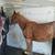 3 year old grade gelding 9 thumbnail
