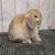 Harlequin Holland Lop Buck 2 thumbnail