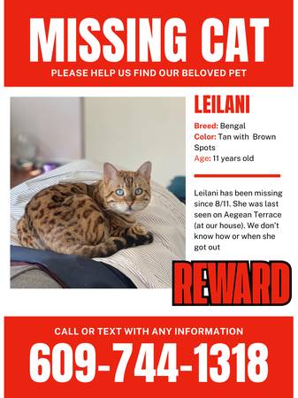 Lost Bengal Cat 1