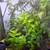 AQUARIUM STEM PLANTS 1 thumbnail