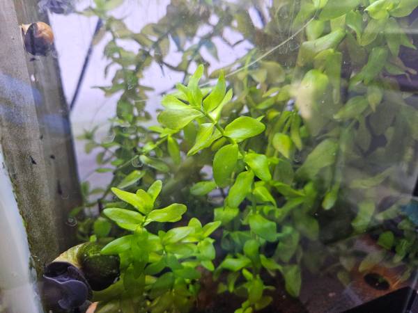AQUARIUM STEM PLANTS 1