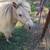 Mini Pony 5 thumbnail