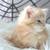 Maine Coon 2 thumbnail