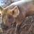 Pigs for sale 4 thumbnail