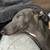 Mini ig Italian greyhound for adoption 1 thumbnail