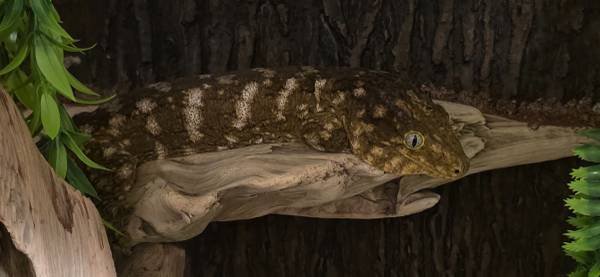 Leachie Gecko 1