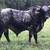 Brahman X heifer calf 14 thumbnail