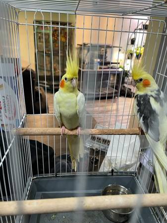 Cacatúas (Lawrence)63614935751553122
