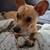Happy Corgi Chihuahua Pup! 1 thumbnail