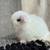 Holland Lop Bunny Rabbit 5 thumbnail