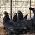 Ameraucanas EE Chickens Laying Hens Blue Eggers * Olive Eggers Rhode Island Red 13 thumbnail
