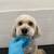 Cutting Dogs / Cat hair 3 thumbnail