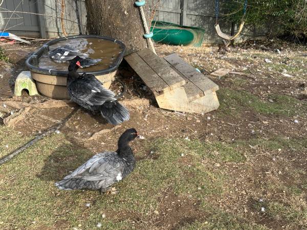 Muscovy Duck Group 1
