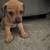 New Jackweenie puppies ready for Hallowern! 5 thumbnail