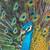 Peacocks, Chickens, Quail, Pheasants 8 thumbnail
