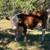 Mini Herefords 5 thumbnail