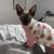 Female Sphynx 3 thumbnail