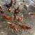 Egg laying hens 1 thumbnail