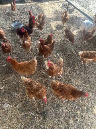 Egg laying hens 1
