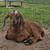 Dairy doeling 2 thumbnail