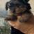 Super Female yorkie .......... 1 thumbnail