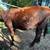Cattle--Dexter Heifer 6 thumbnail