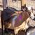 Nigerian Dwarf does 1 thumbnail