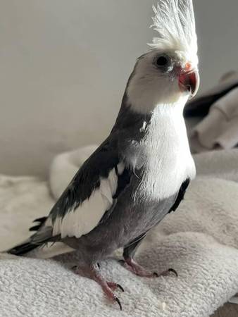Gray and White Cockatiel (fremont / union city / newark)63836592363011124