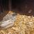 Button quail 3 thumbnail