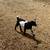 Yearling and Kid Goats for sale 4 thumbnail