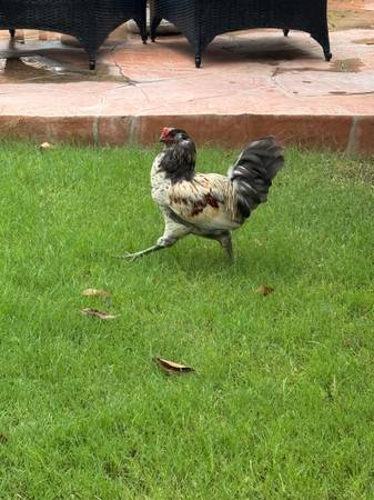 Rooster 1