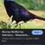 Melanistic mutant pheasant 1 thumbnail