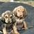 Bloodhound puppies 1 thumbnail