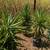 Low Maint. Plants/Plant Pots 2 thumbnail
