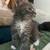 Kittens for sale 9 thumbnail