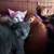 kittens 10 thumbnail