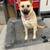 Beautiful German Shepherd . Very well mannered 4 thumbnail