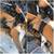 Rockweld Mobile Welding, Licensed & Insured, AWS Certified, Welder 5 thumbnail