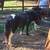 Miniature stud horses 2 thumbnail