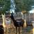 Female llamas- explosed to stud 3 thumbnail