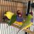Gouldian finch male 6 thumbnail