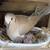 Group of 14 Ringneck Doves plus 7'x4'x7' AVIARY dove 7 thumbnail