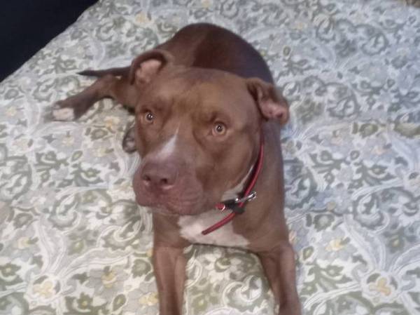 No longer homeless and can't keep my dog (berkeley)