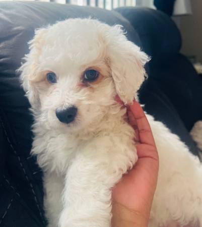 Maltipoo Male $900 (san leandro)63934078983555120