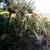 Mandela's Golden Bird of Paradise //// Strelitzia reginae Mandela's 10 thumbnail