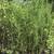 Need WINDBREAK or PRIVACY Trees? Say Goodbye to Neighbors! 6 PLUS foot 2 thumbnail