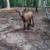 Nigerian Dwarf Goat 1 thumbnail