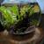 9 gallon fully set up still running tank 1 thumbnail